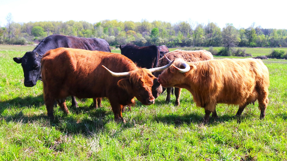 Hidden Acres Cattle Co. Is Bullish on Crossbreeding Method