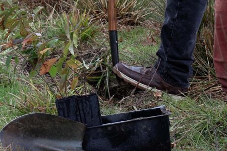 Students, Volunteers Plant 1,600 Trees for YSU Legacy Forests