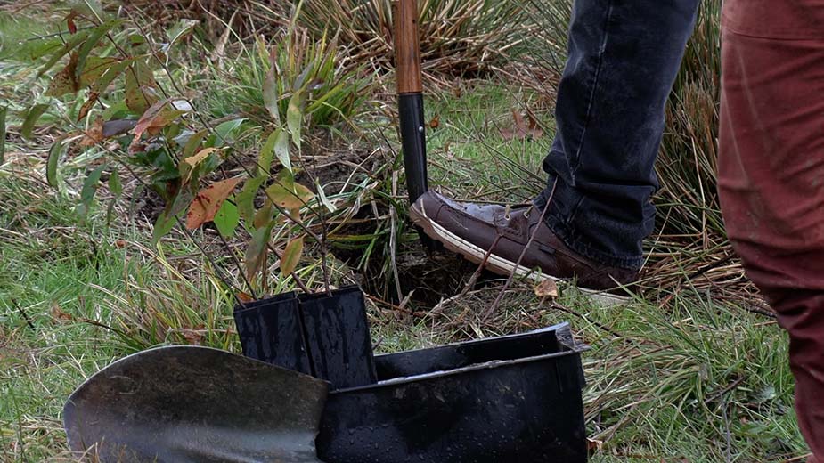 Students, Volunteers Plant 1,600 Trees for YSU Legacy Forests